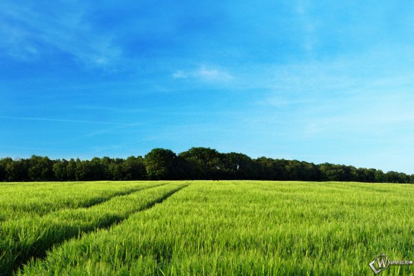 Луг опушка леса ручей