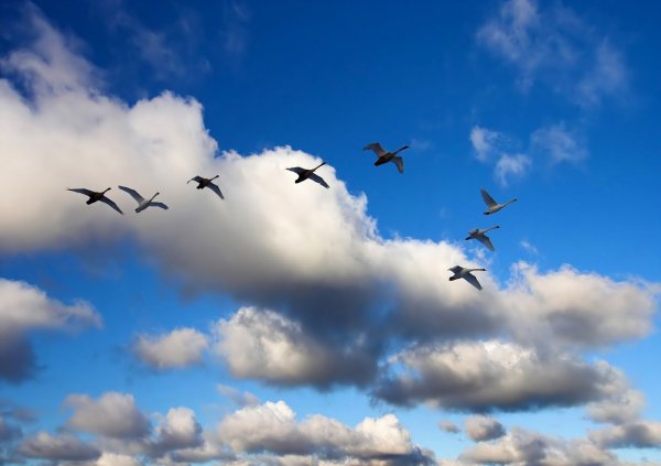 Стая лебедей