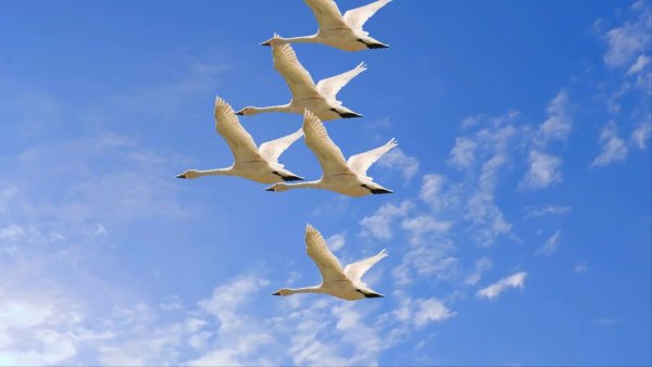 Журавль в небе