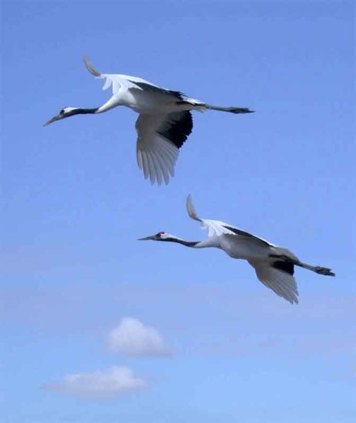 День белых журавлей фон