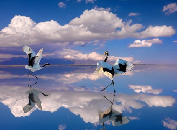 Клин журавлей