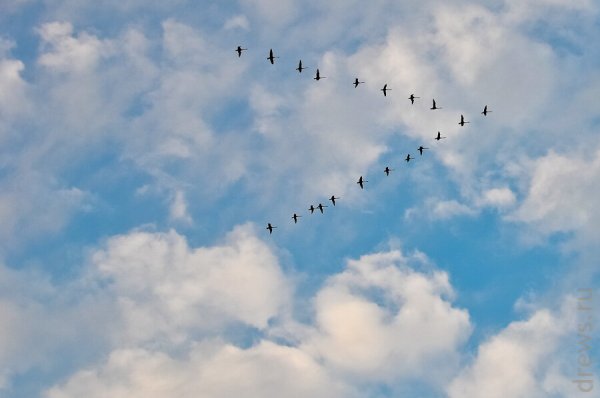 Расул Гамзатов Журавли