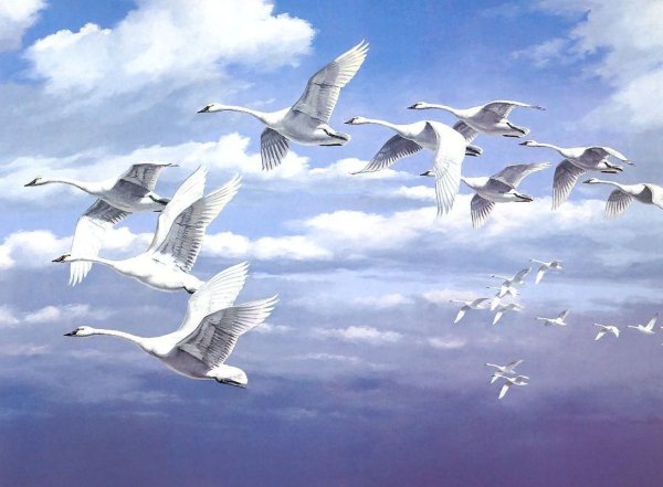 Птицы полет над озером