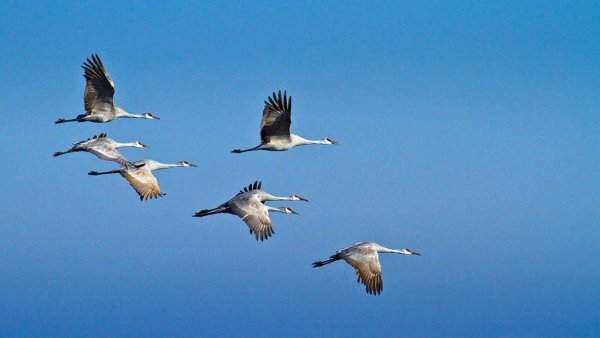 Стая лебедей летит