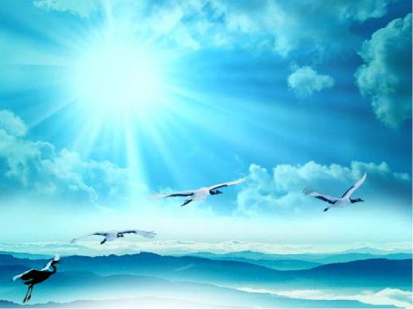 Голуби в небе