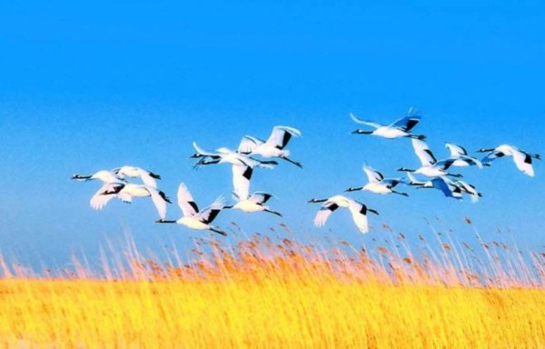 Белые Журавли 9 мая