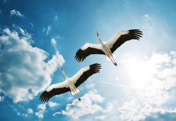 Праздник белых журавлей