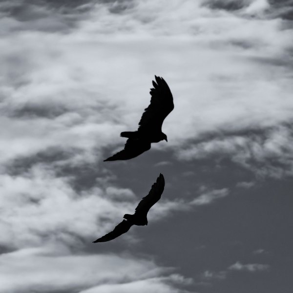 Черные птицы в небе