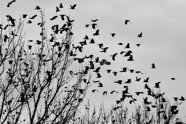 Белая птица