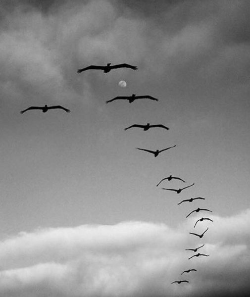 Птица вылетает