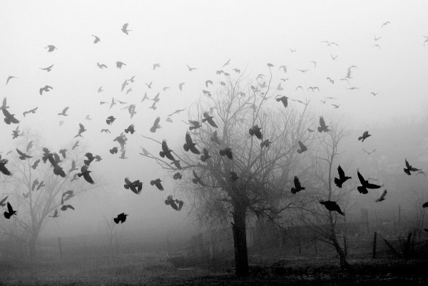 Птицы разлетаются