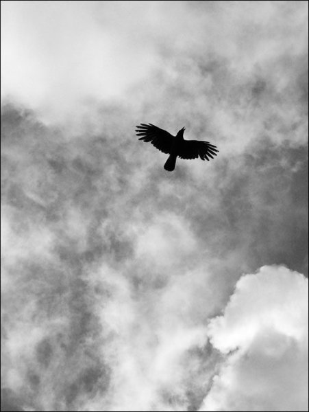 Стая ворон в небе