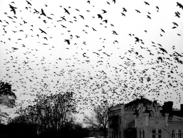 Стая Воронов