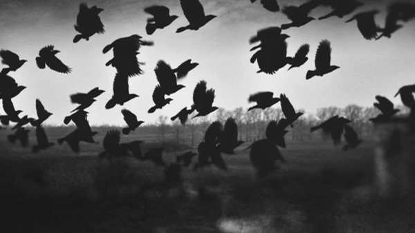 Ворон кружит