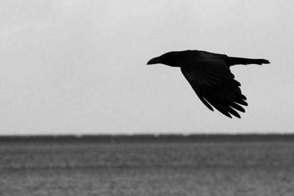 Клин журавлей в небе