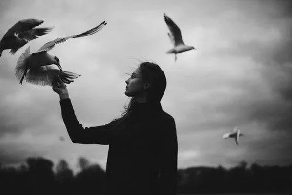 Птицы стая в отличном качестве