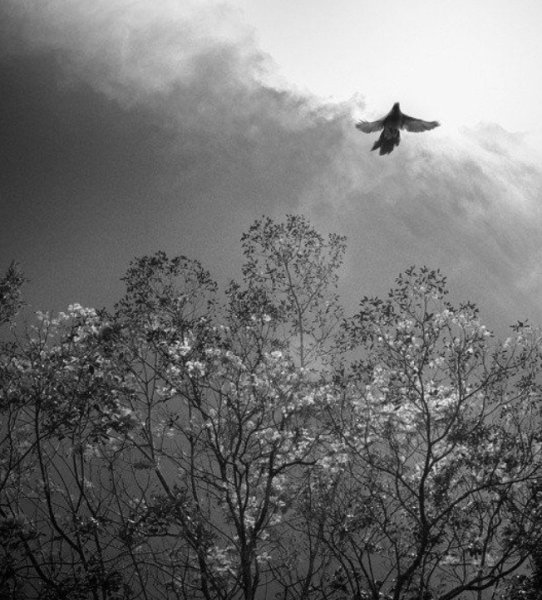 Самолет Минимализм