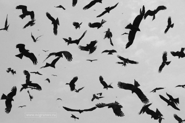 Одиночество птицы