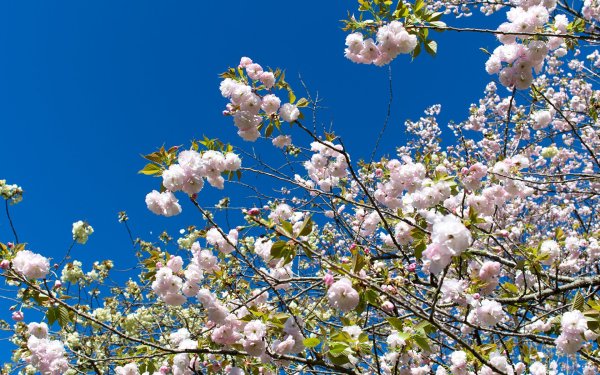 Майское дерево