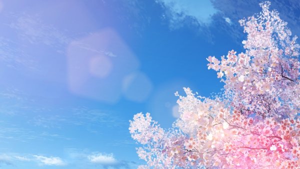 Сакура на фоне неба