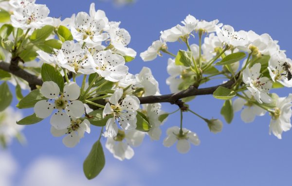 Яблоня в цвету небо