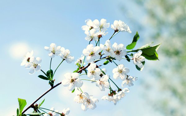 Цветение миндаля