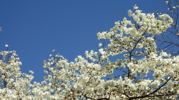 Дерево с белыми цветами