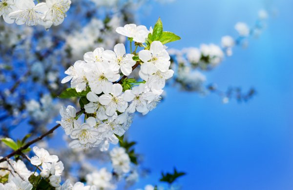 Красивый летний фон