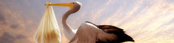 Аист прилетел с ребенком