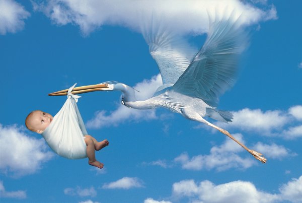 Аист с ребенком