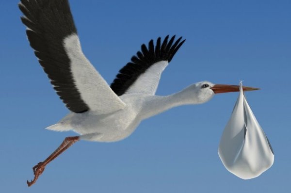 Стих Журавли Расул Гамзатов