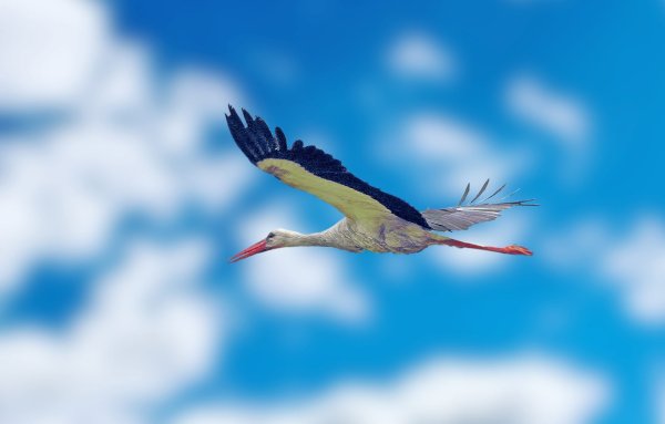 Полет журавлей в небе