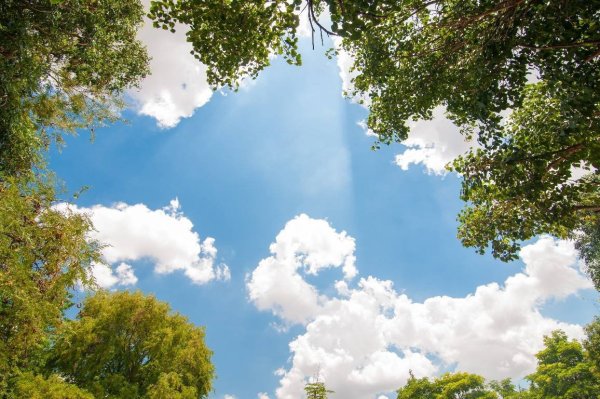 Небо и кроны деревьев