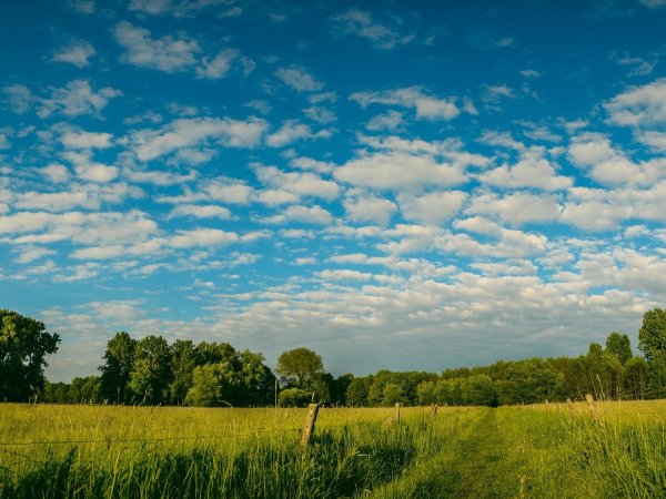 Небо с лесом на горизонте