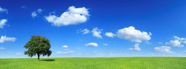 Небо Горизонт деревья