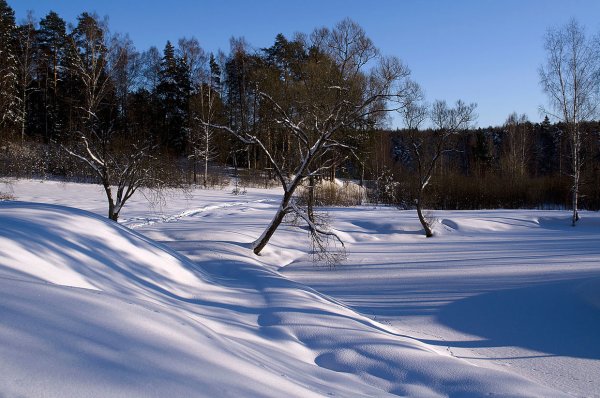 Прозрачный лес зимой