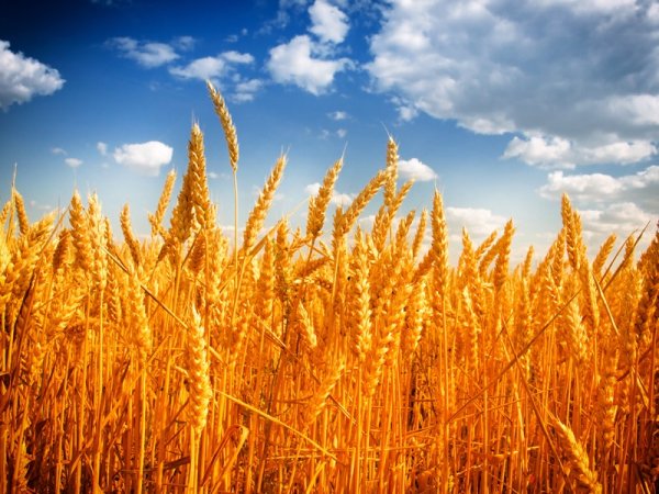Поле пшеницы