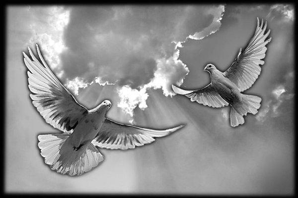 Голубь гравировка