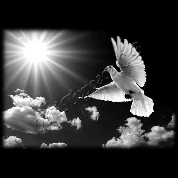 Голубь в небе гравировка