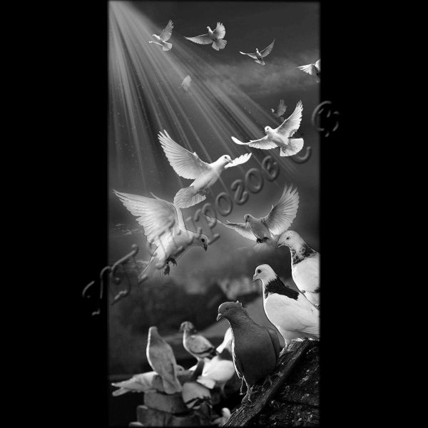 Голуби для гравировки на памя