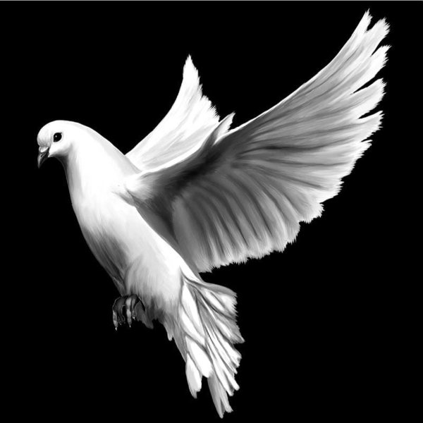 Голуби на памятник