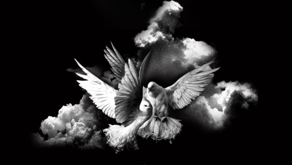 Красивый белый голубь