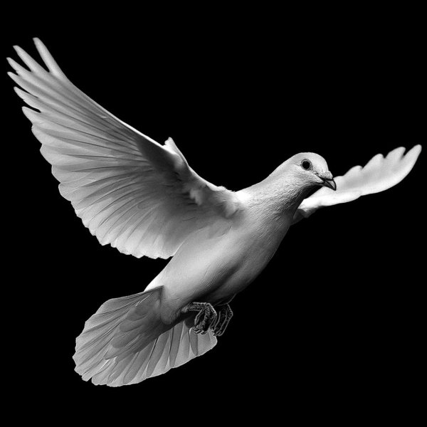 Голуби на памятник