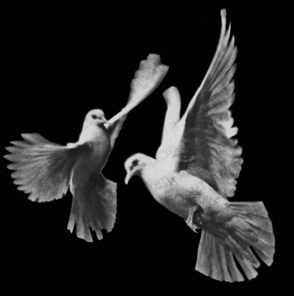 Голуби на памятник