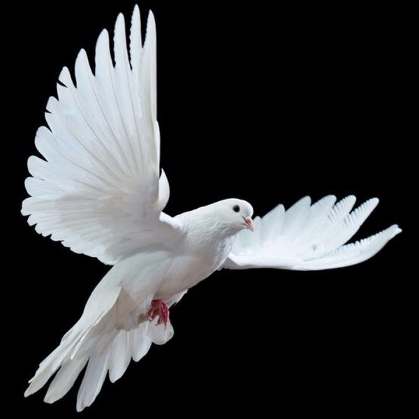 Голуби на памятнике гравировка