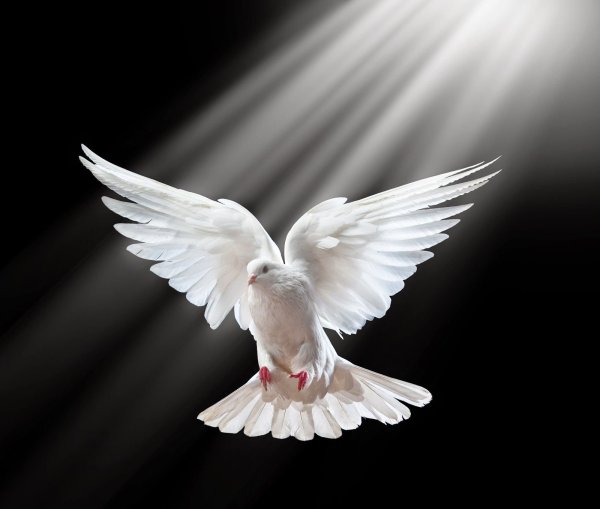 Белый голубь