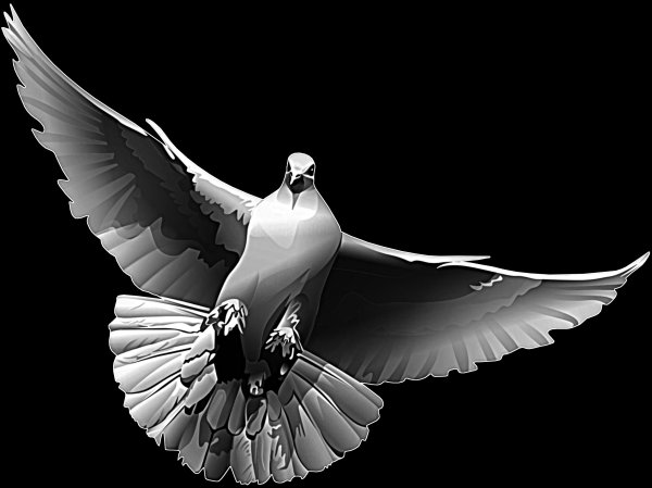 Голубь в руках