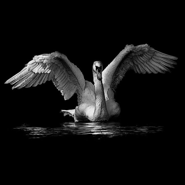 Картина полет голубей