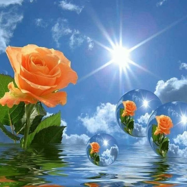 Цветы вода солнце