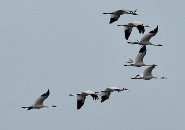 Стая журавлей